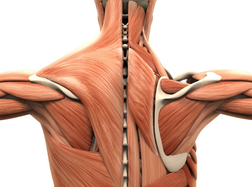 Rotator muscle анатомия